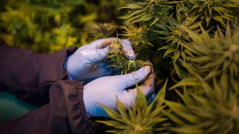 Anvisa aprova ampliação do uso da cannabis medicinal no Brasil