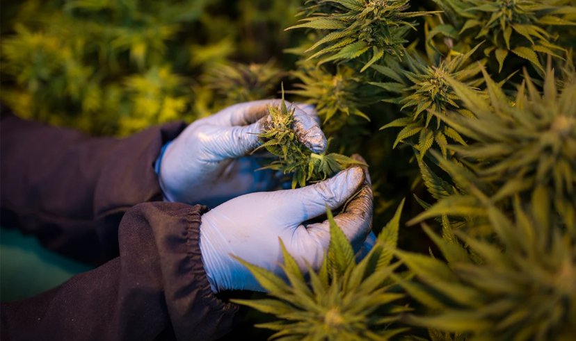 Anvisa aprova ampliação do uso da cannabis medicinal no Brasil